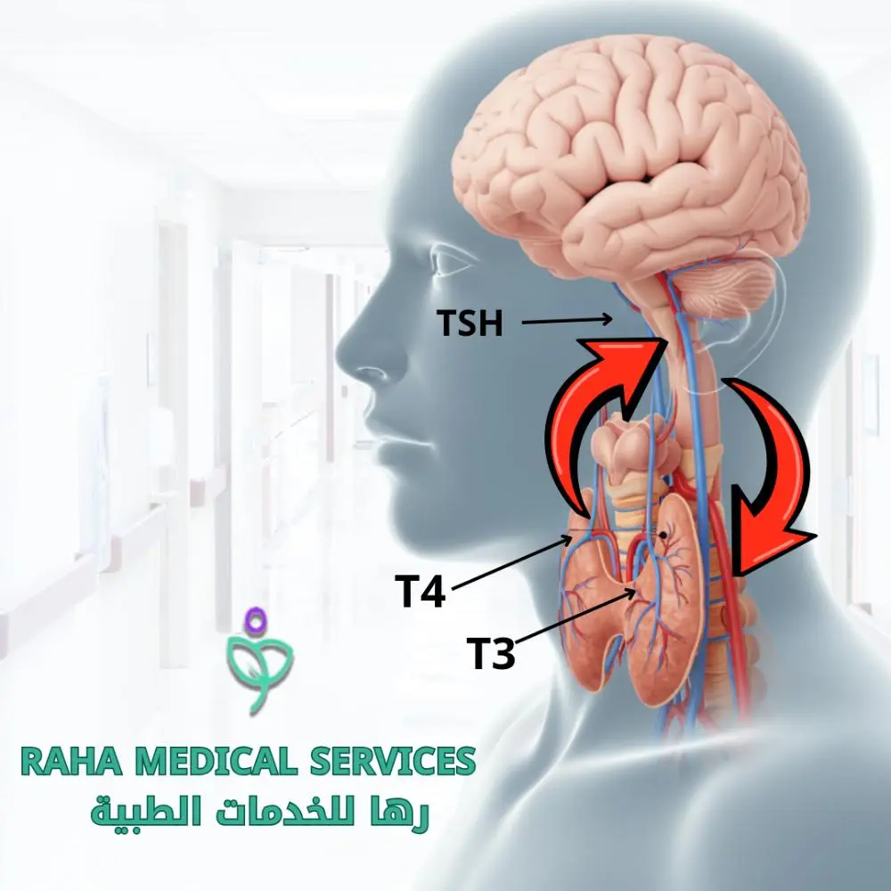 ماهي تحاليل الغدة الدرقية ؟ 